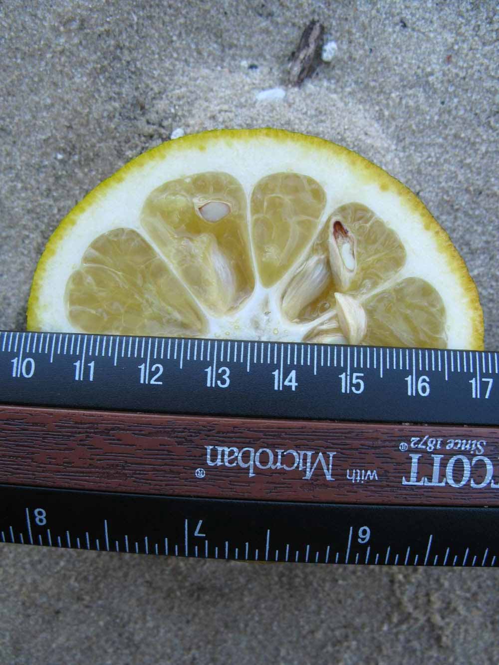            Fruit cross-section (Winter Haven, FL)   